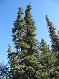 Picea glauca White Spruce, Black Hills Spruce, Canadian Spruce Picea glauca White Spruce, Black Hills Spruce, Canadian Spruce
