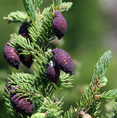 Picea Mariana