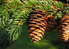 Picea rubens Red Spruce