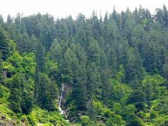 Picea smithiana Morinda Spruce Picea smithiana Morinda Spruce