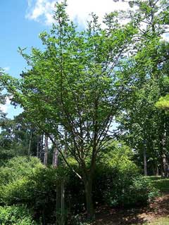 Picrasma quassioides Nigaki Picrasma quassioides Nigaki