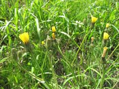 Picris hieracioides Hawkweed Ox-Tongue Picris hieracioides Hawkweed Ox-Tongue