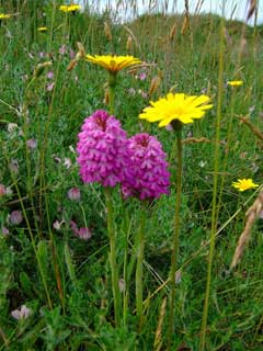 Pilosella officinarum Mouse-Ear Hawkweed Pilosella officinarum Mouse-Ear Hawkweed