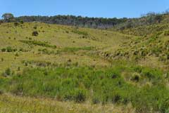 Pimelea pauciflora Poison Pimelea Pimelea pauciflora Poison Pimelea