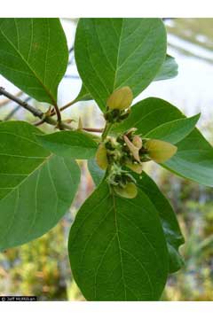 Pinckneya pubens Bitter Bark, Fevertree, Pinckneya Pinckneya pubens Bitter Bark, Fevertree, Pinckneya