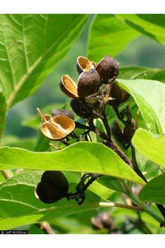 Pinckneya pubens Bitter Bark, Fevertree, Pinckneya Pinckneya pubens Bitter Bark, Fevertree, Pinckneya