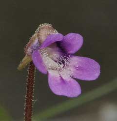 Pinguicula vulgaris Butterwort, Common butterwort Pinguicula vulgaris Butterwort, Common butterwort