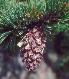 Pinus aristata Bristle-Cone Pine Pinus aristata Bristle-Cone Pine