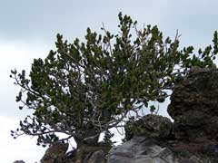 Pinus aristata Bristle-Cone Pine Pinus aristata Bristle-Cone Pine