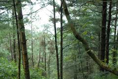 Pinus armandii Chinese White Pine, Armand pine Pinus armandii Chinese White Pine, Armand pine