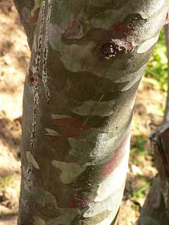 Pinus bungeana Lace-Bark Pine, Bunge Pinus bungeana Lace-Bark Pine, Bunge