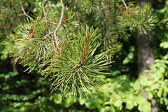 Pinus contorta latifolia Lodgepole Pine
