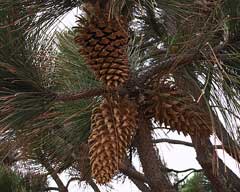 Pinus coulteri Big-Cone Pine, Coulter pine Pinus coulteri Big-Cone Pine, Coulter pine
