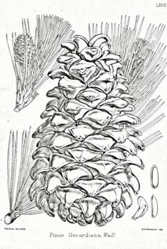 Pinus gerardiana Chilghoza Pine Pinus gerardiana Chilghoza Pine