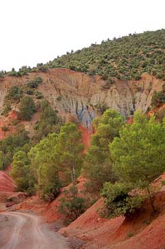 Pinus halepensis Aleppo Pine Pinus halepensis Aleppo Pine