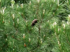 Pinus halepensis Aleppo Pine Pinus halepensis Aleppo Pine