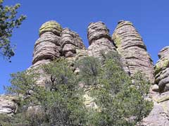 Pinus johannis Johann Pinus johannis Johann