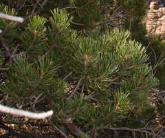 Pinus johannis Johann Pinus johannis Johann