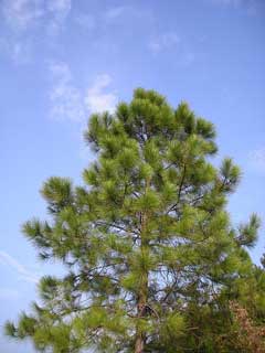 Pinus_massoniana Chinese Red Pine