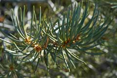 Pinus_monophylla Single Leaf Piñon, Single Leaf PinyonPine, Stone Pine,  Pine Pinyon