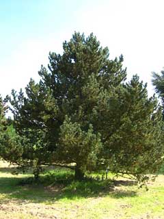 Pinus mugo Dwarf Mountain Pine, Mugo pine, Mountain Pine Pinus mugo Dwarf Mountain Pine, Mugo pine, Mountain Pine