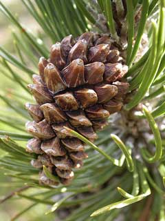 Pinus mugo Dwarf Mountain Pine, Mugo pine, Mountain Pine Pinus mugo Dwarf Mountain Pine, Mugo pine, Mountain Pine