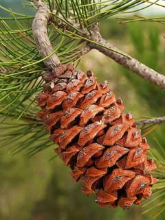 Pinus nelsonii Pinus nelsonii