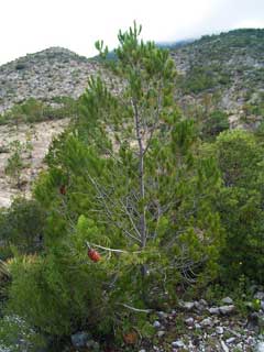 Pinus nelsonii Pinus nelsonii