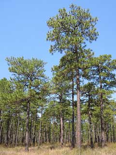 Pinus palustris Pitch Pine, Longleaf pine, Southern Pine Pinus palustris Pitch Pine, Longleaf pine, Southern Pine