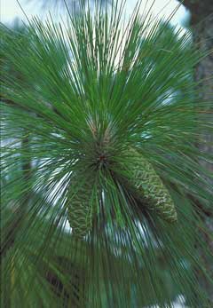 Pinus palustris Pitch Pine, Longleaf pine, Southern Pine Pinus palustris Pitch Pine, Longleaf pine, Southern Pine