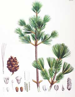 Pinus parviflora Japanese White Pine, Five-needle pine