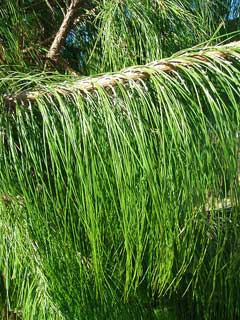 Pinus patula Mexican Weeping Pine Pinus patula Mexican Weeping Pine