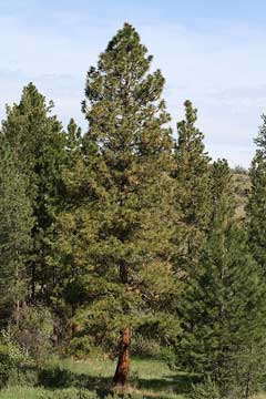 Pinus ponderosa Ponderosa Pine, Washoe pine Pinus ponderosa Ponderosa Pine, Washoe pine