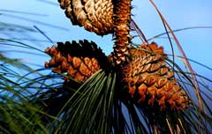 Pinus ponderosa Ponderosa Pine, Washoe pine