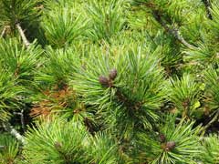 Pinus pumila Dwarf Siberian Pine
