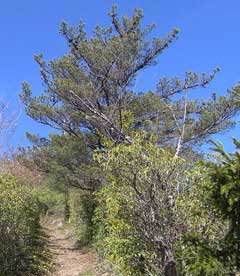 Pinus pungens Prickle Pine, Table Mountain pine Pinus pungens Prickle Pine, Table Mountain pine