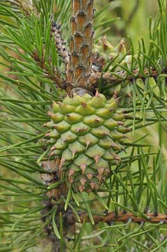 Pinus pungens Prickle Pine, Table Mountain pine Pinus pungens Prickle Pine, Table Mountain pine
