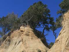 Pinus radiata Monterey Pine