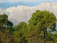 Pinus roxburghii Chir Pine