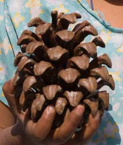 Pinus roxburghii Chir Pine Pinus roxburghii Chir Pine