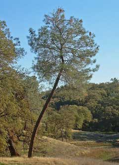 Pinus sabiniana Digger Pine, California foothill pine, Bull Pine, Gray Pine, Digger Pine Pinus sabiniana Digger Pine, California foothill pine, Bull Pine, Gray Pine, Digger Pine
