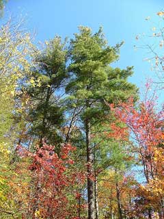Pinus strobus White Pine, Eastern white pine Pinus strobus White Pine, Eastern white pine
