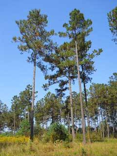 Pinus taeda Loblolly Pine Pinus taeda Loblolly Pine