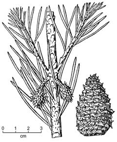 Pinus virginiana Scrub Pine, Virginia pine, Jersey Pine, Pinus virginiana Scrub Pine, Virginia pine, Jersey Pine,