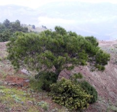 Pinus brutia Calabrian pine, Turkish pine