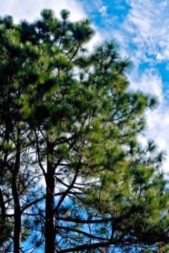 Pinus elliottii Slash Pine Pinus elliottii Slash Pine