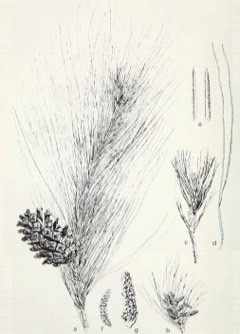 Pinus merkusii Sumatran pine, Merkus Pine