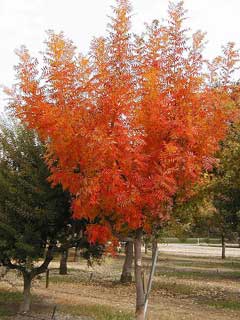 Pistacia chinensis Chinese Pistache, Chinese Pistachio Pistacia chinensis Chinese Pistache, Chinese Pistachio