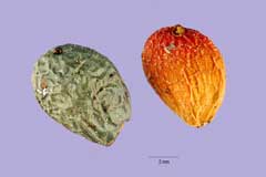 Pistacia chinensis Chinese Pistache, Chinese Pistachio Pistacia chinensis Chinese Pistache, Chinese Pistachio