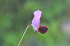 Pisum sativum elatius Wild Pea Pisum sativum elatius Wild Pea